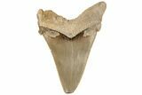 Serrated Angustidens Tooth - Megalodon Ancestor #202391-1